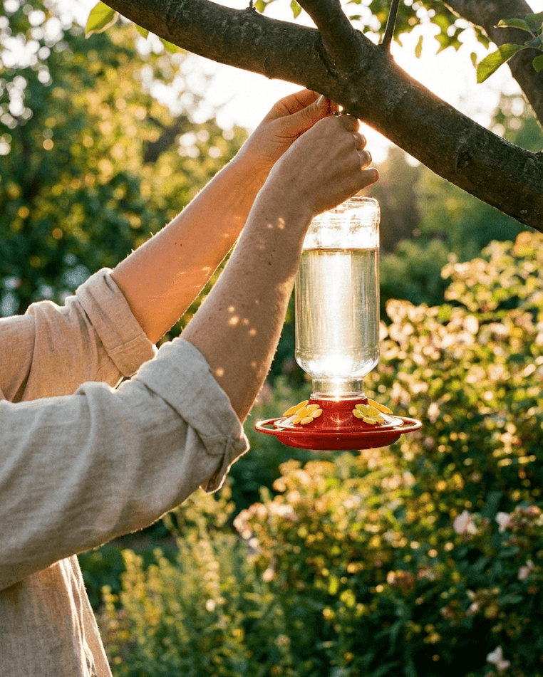 Founder hanging a hummingbird feeder in a sunlit garden