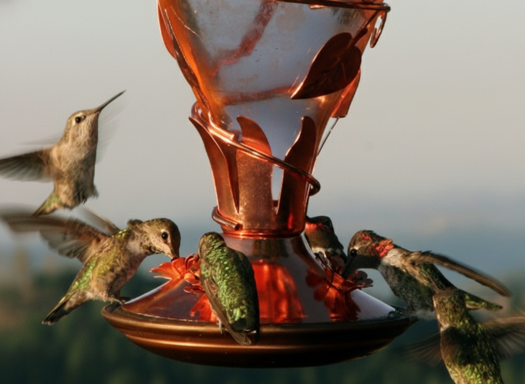 Copper hummingbird feeder with multiple hummingbirds around it against a blurred natural background